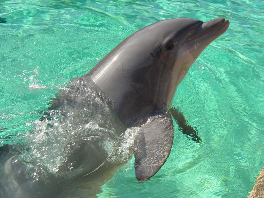 delfine (2)