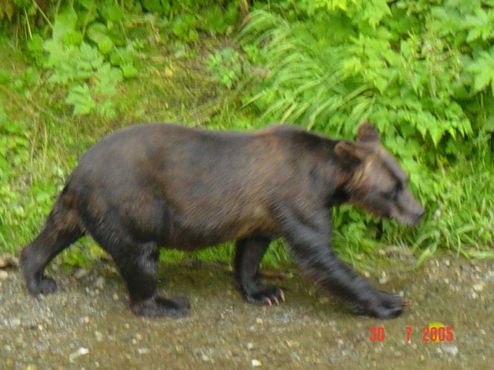 grizzly (2)